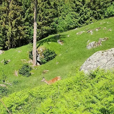 Chalet - Tra Pinzolo E *
